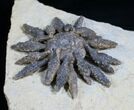 Superb Reboulicidaris Urchin Fossil - Lower Jurassic #5918-4